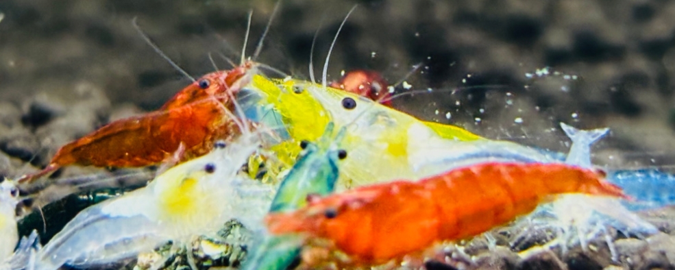 Bunte Zwerggarnelen kaufen bei zwerggarnelenshop.at - Dein Fachhändler in Österreich für vitale Neocaridina