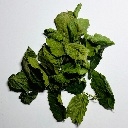 Seemandelbaumblätter, Laub und Wildkräuter