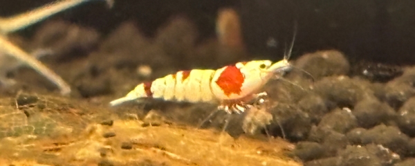 Caridinas