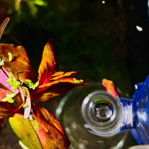 Elegante Glas-Futterschale und -rohr zur sauberen Fütterung von Garnelen im Aquarium – verhindert Futterreste im Bodengrund.