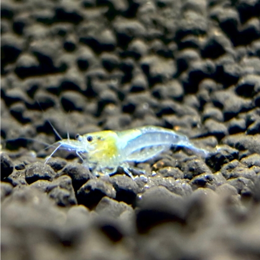 Schneeweiße White Pearl Garnele (Neocaridina palmata) auf dunklem Kies, edle Zwerggarnele aus lokaler Salzburger Nachzucht.