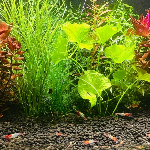 Garnelen-Starter Pflanzen-Set (5 Bünde)