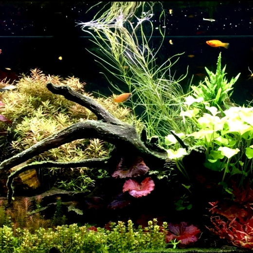 XXL-Pflanzen-Set für Aquarien (10 Bünde)