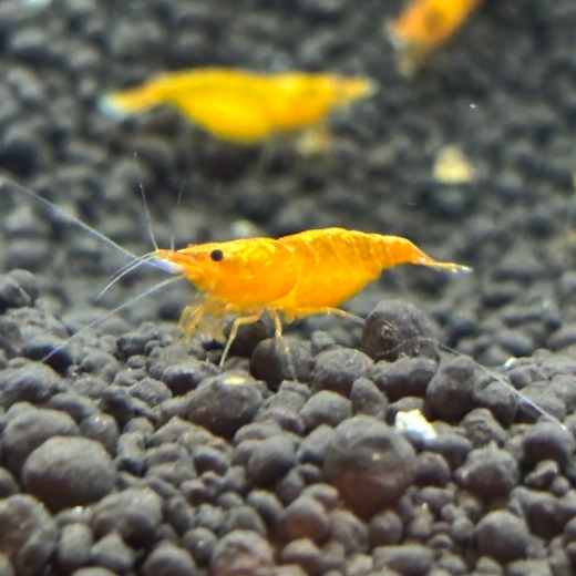 GarnelenMix - Orange Sakura + Blue Jelly (jeweils 15 Stück)