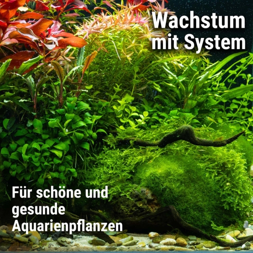 Nahaufnahme eines prächtig gewachsenen Nano-Aquascapes mit gesunden, grünen Wasserpflanzen und einer Zwerggarnele im Vordergrund. Das Foto illustriert die Wirkung des Plant System Sets: Kräftiger Pflanzenwuchs und leuchtende Farben bei gleichzeitiger abso