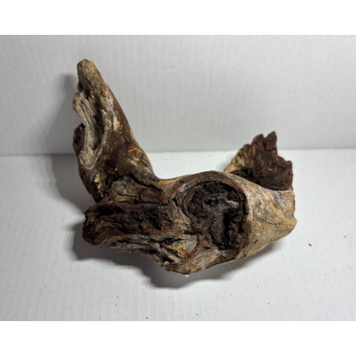 „Einzigartiges Natur-Unikat: Unsere Mopani-Wurzeln bestechen durch ihre markante Maserung und bieten Ihren Garnelen den perfekten Platz zum Verstecken und Grasen.“