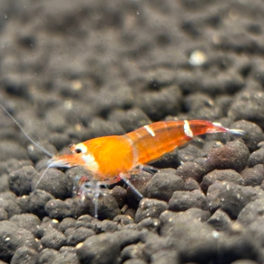 Die Super Crystal Red Garnele zeigt eine hochwertige Hochzuchtform der Caridina logemanni mit intensiver rot-weißer Zeichnung. Charakteristisch ist ein klar strukturierter weißer Körperanteil, häufig mit weißem Kopfbereich und deutlich abgegrenzten Segmen