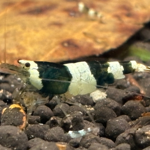 Black Bee Garnele