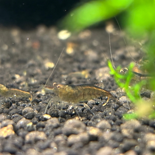 Sulawesi Inlandsgarnele