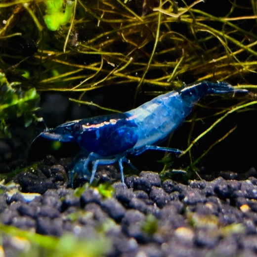 GarnelenMix - Red Rili + Blue Carbon Rili (jeweils 15 Stück)