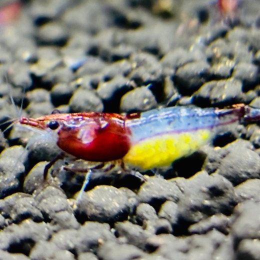 Nahaufnahme einer Red Rili Zwerggarnele – wunderschöne hellblaue Färbung und robuste Neocaridina-Genetik.
