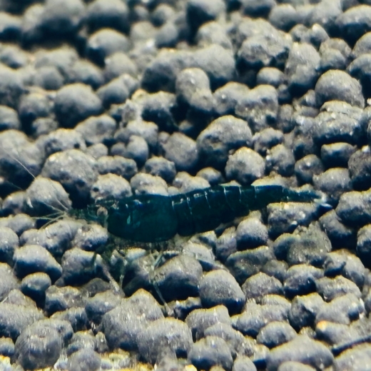 Grüne Green Jade Garnele (Neocaridina davidi) in verschiedenen Grüntönen, seltene Farbschläge aus Salzburger Eigenzucht