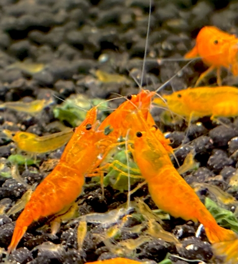 Orange Sakura Garnele (Neocaridina davidii) auf dunklem Kies bei der täglichen Fütterung, edle Zwerggarnele aus lokaler Salzburger Nachzucht.