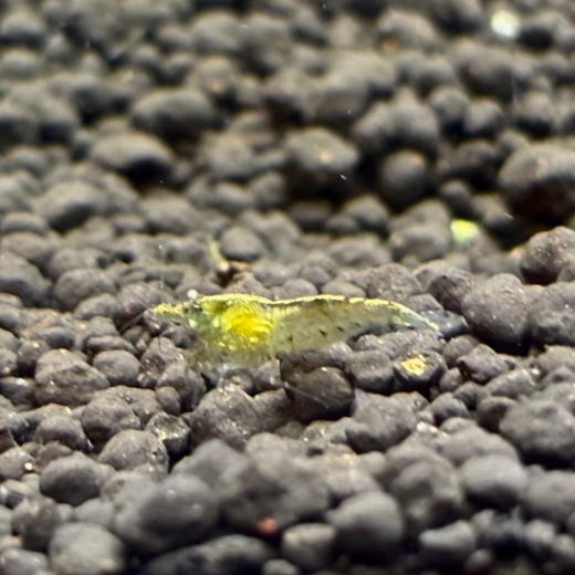 Algen Garnele (Neocaridina davidi) mit charakteristischer Zeichnung, vitale Nachzucht aus Salzburger Eigenzucht