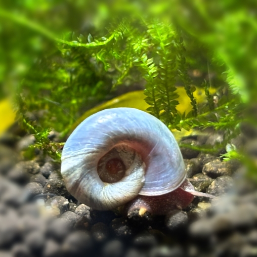 Blaue Posthornschnecke auf dunklem Soil, edle Posthornschnecken aus lokaler Salzburger Nachzucht.