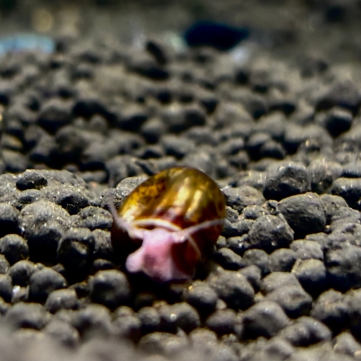 Braune Posthornschnecke auf dunklem Soil, edle Posthornschnecken aus lokaler Salzburger Nachzucht.