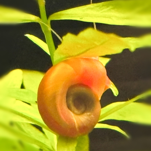 Rote Posthornschnecke auf dunklem Soil, edle Posthornschnecken aus lokaler Salzburger Nachzucht.
