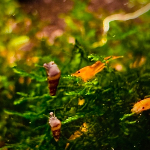 Mokka Turmdeckelschnecke auf dunklem Soil, edle Turmdeckelschnecken aus lokaler Salzburger Nachzucht.