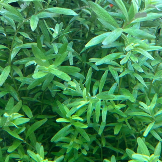 Rotala rotundifolia grün