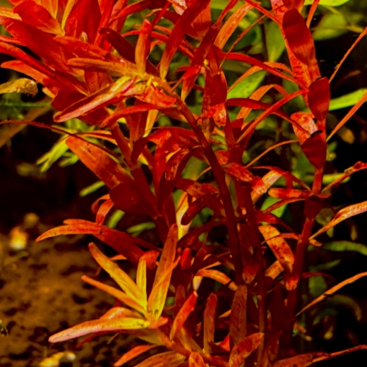 Rotala rotundifolia rot - "Colorata"