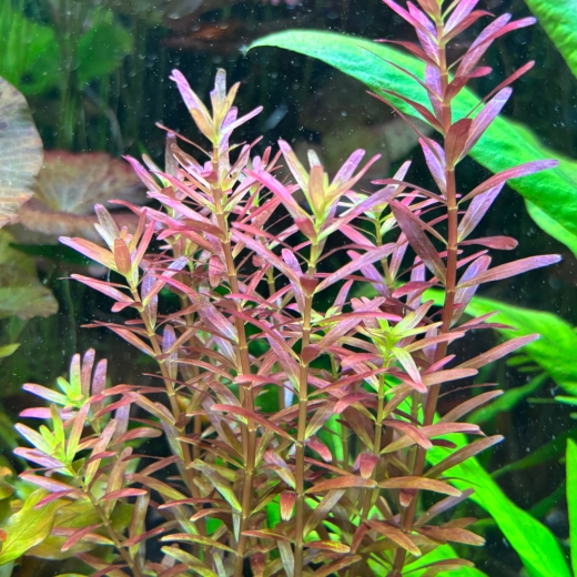 Rotala rotundifolia rot - "Colorata"
