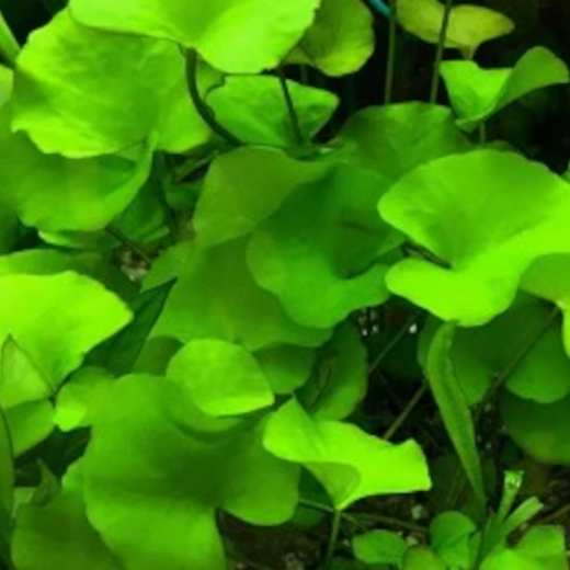 Nymphoides sp. taiwan - "grüner Lotus"