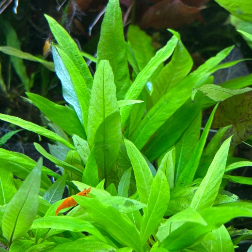 Kirschblatt - hygrophila corymbosa - Steckling klein (ca. 5-10cm)