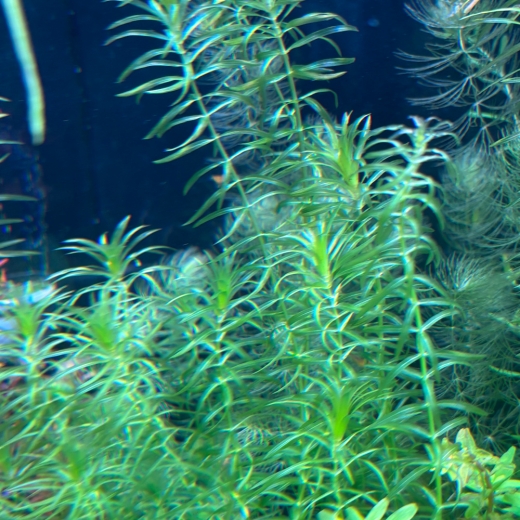 "Wasserpest" - egeria densa