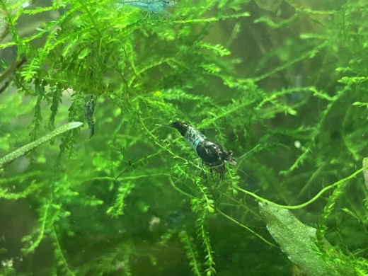 Spiky Moos - Taxiphyllum "Spiky" - 4,99 € pro Portion