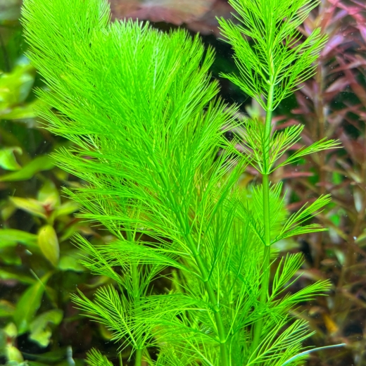 Feinfiedrige Haarnixe - Cabomba aquatica
