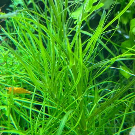 pogostemon stellatus (Indischer Wasserstern)