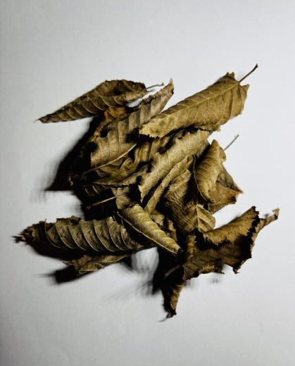 30 Stück braune, getrocknete Buchenblätter – natürliches Herbstlaub für die Bodenstruktur und Wasserpflege im Garnelenaquarium