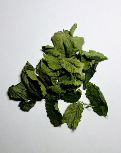 Buchenblätter grün