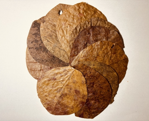 10 Stück hochwertige Seemandelbaumblätter (Catappa Leaves) – natürliche Wasserpflege und Krankheitsprävention für Zwerggarnelen