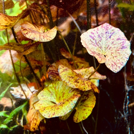 Nymphaea lotus (roter Lotus)