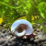 Blaue Posthornschnecken