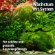 Nahaufnahme eines prächtig gewachsenen Nano-Aquascapes mit gesunden, grünen Wasserpflanzen und einer Zwerggarnele im Vordergrund. Das Foto illustriert die Wirkung des Plant System Sets: Kräftiger Pflanzenwuchs und leuchtende Farben bei gleichzeitiger abso