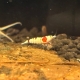 Die Red Bee Hinomaru Garnele zeigt eine elegante Hochzuchtform der Caridina logemanni mit auffallend kontrastreicher Färbung. Der Körper ist überwiegend reinweiß bis milchig transparent gefärbt, während sich im hinteren Rückenbereich ein kräftig roter, kl