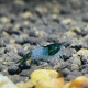 Green Rili Garnele