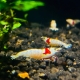 Die Red Bee Mosura Garnele zeigt eine elegante Hochzuchtform der Caridina logemanni mit auffallend kontrastreicher Färbung. Der Körper ist überwiegend reinweiß bis milchig transparent gefärbt, während sich im hinteren Rückenbereich ein kräftig roter, kl