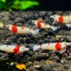 Die Red Bee Garnele zeigt eine elegante Hochzuchtform der Caridina logemanni mit auffallend kontrastreicher Färbung. Der Körper ist überwiegend reinweiß bis milchig transparent gefärbt, während sich im hinteren Rückenbereich ein kräftig roter, kl
