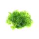 Grüner Süßwassertang (Lomariopsis sp.) als Portion für Garnelenaquarien und Nano-Aquarien mit lockerer Pflanzenstruktur und natürlichen Versteckmöglichkeiten für Garnelen.
