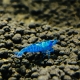 Intensiv blaue Blue Dream Garnele (Neocaridina davidi) mit charakteristischen dunklen Akzenten, vitale Nachzucht aus Salzburger Eigenzucht