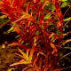 Rotala rotundifolia rot - "Colorata"