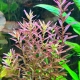 Rotala rotundifolia rot - "Colorata"