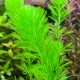 Feinfiedrige Haarnixe - Cabomba aquatica