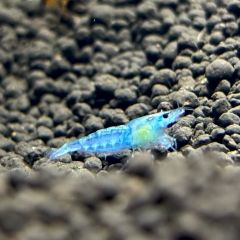 GarnelenMix - Blue Jelly + White Pearl (jeweils 15 Stück)