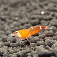 Super Crystal Red Garnele