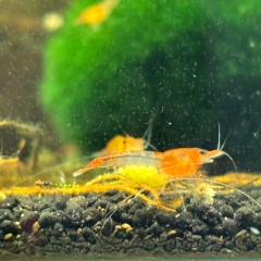 Orange Rili Garnele