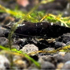 Black Sakura Garnelen